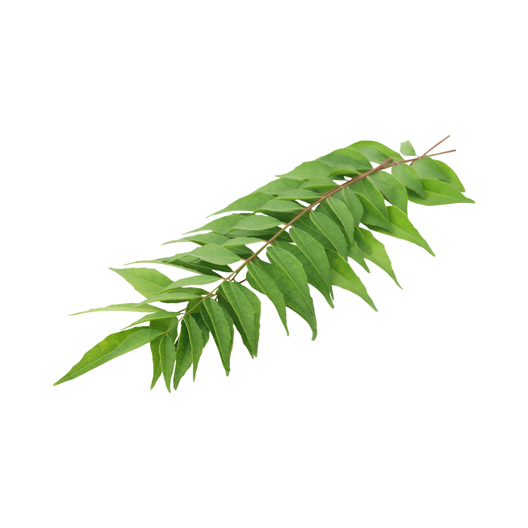 curry leaves oil Sri Lanka
