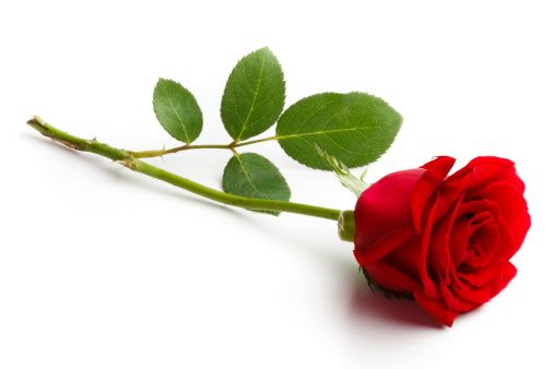 rose damascena oil