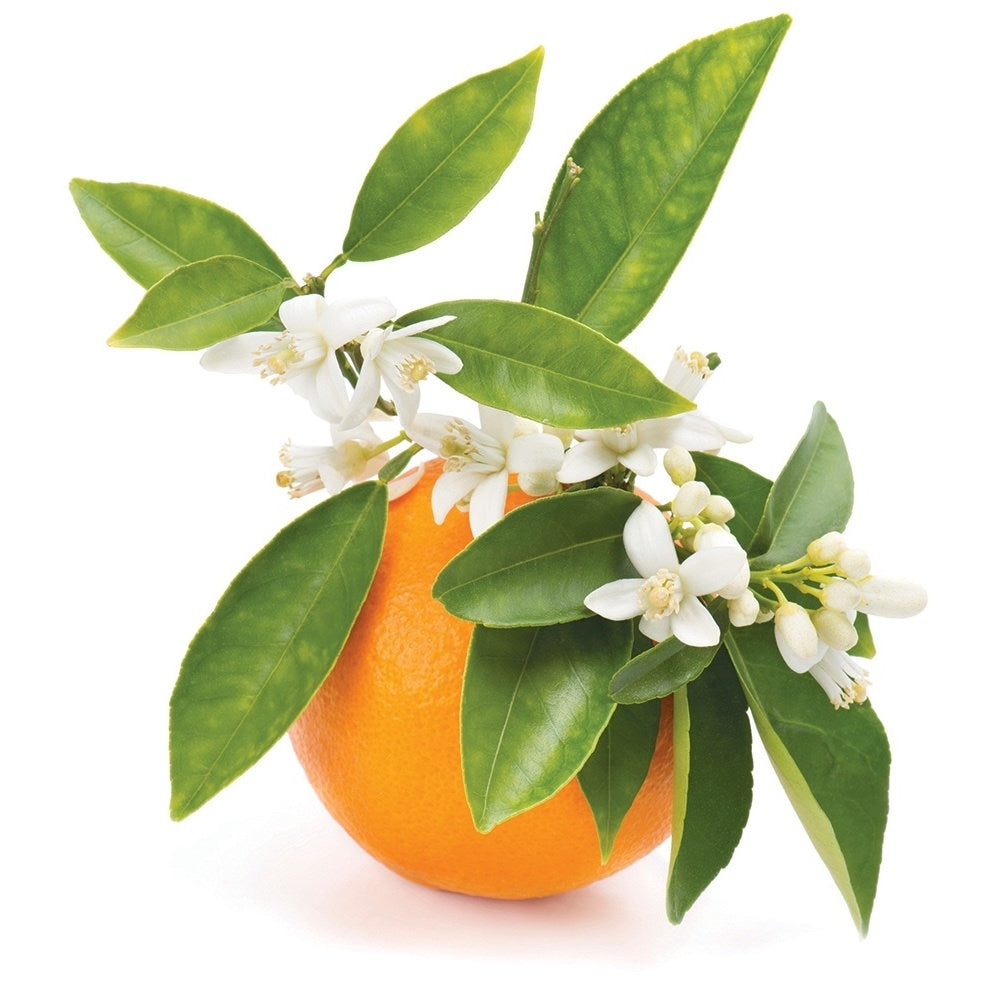 petitgrain essential oil