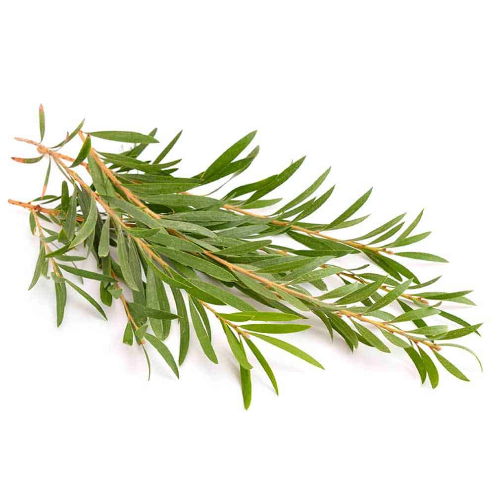 tea tree oil for acne