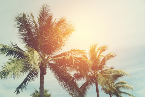 benefits of the coconut tree