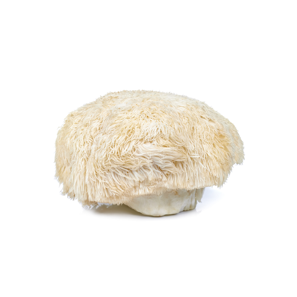 Lion's Mane Sri Lanka