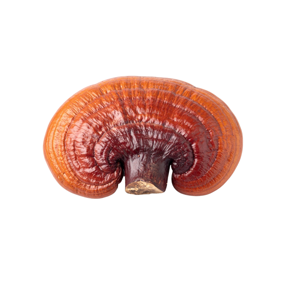 Reishi mushroom Sri Lanka
