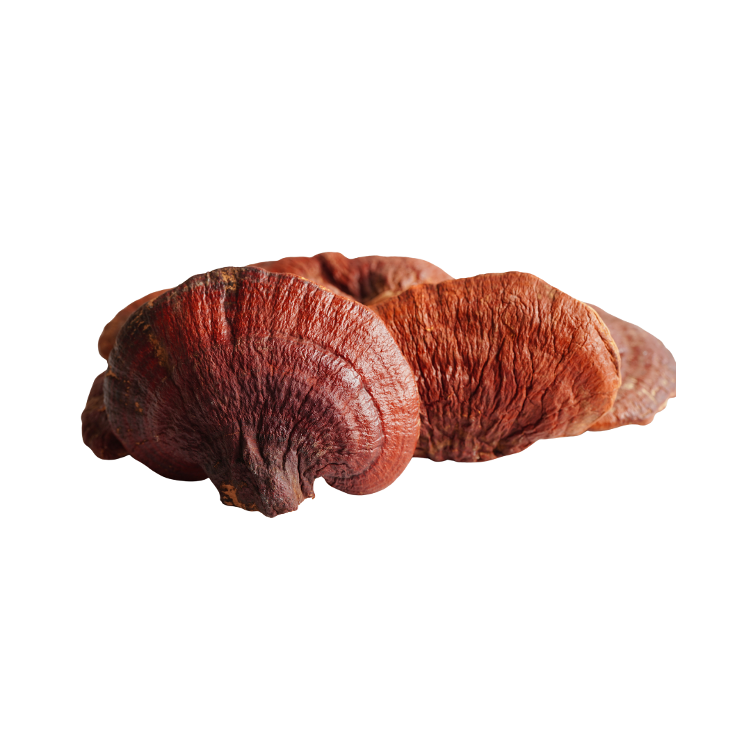 Reishi powder