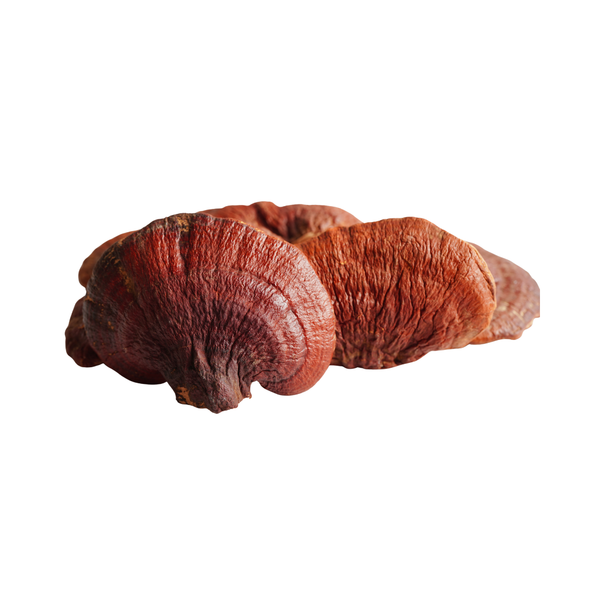 Reishi powder