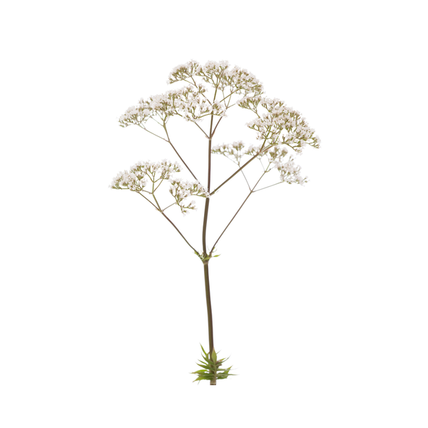 Valerian root powder sri lanka