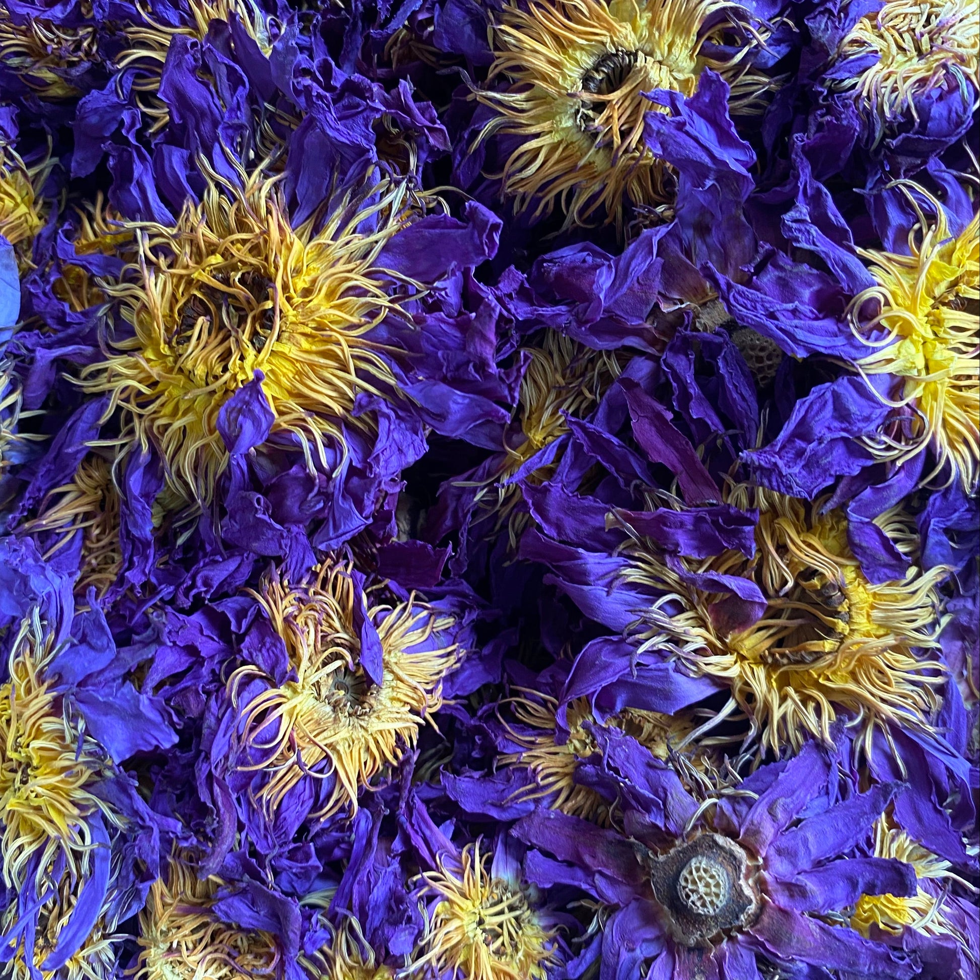 blue_lotus_flower