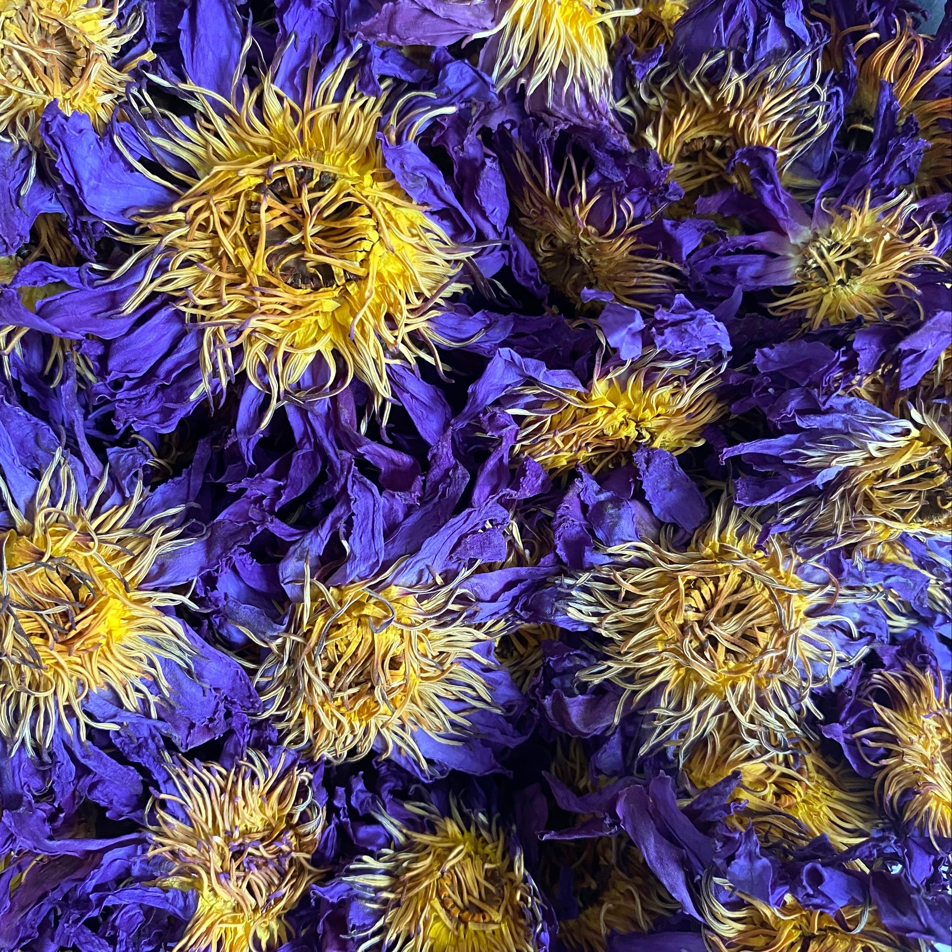 blue_lotus_tea