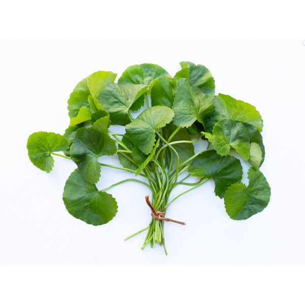 gotu kola leaf extract powder