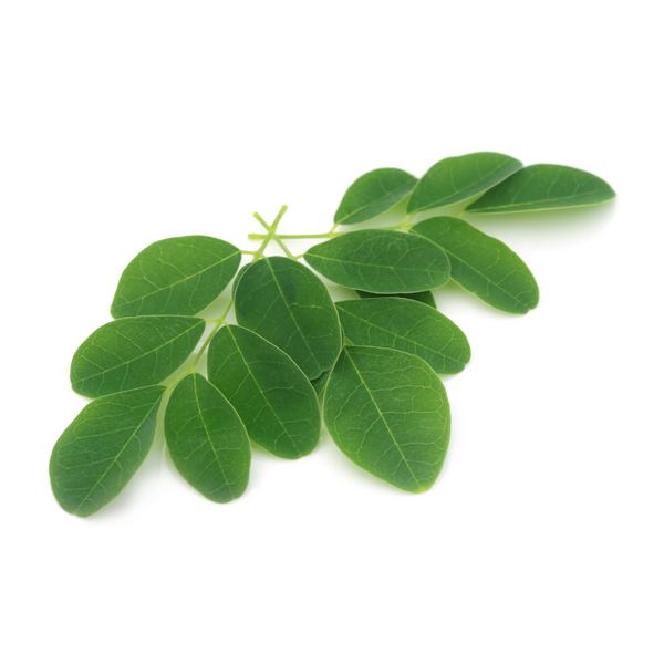 moringa extract Sri Lanka