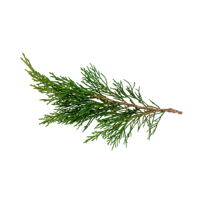 Cypress oil varicose veins