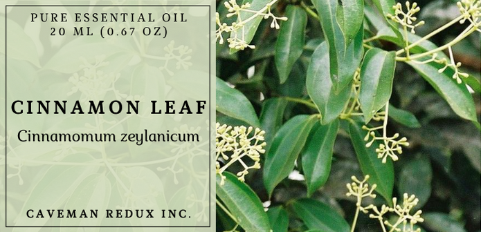 Ceylon cinnamon leaf oil sri lanka 