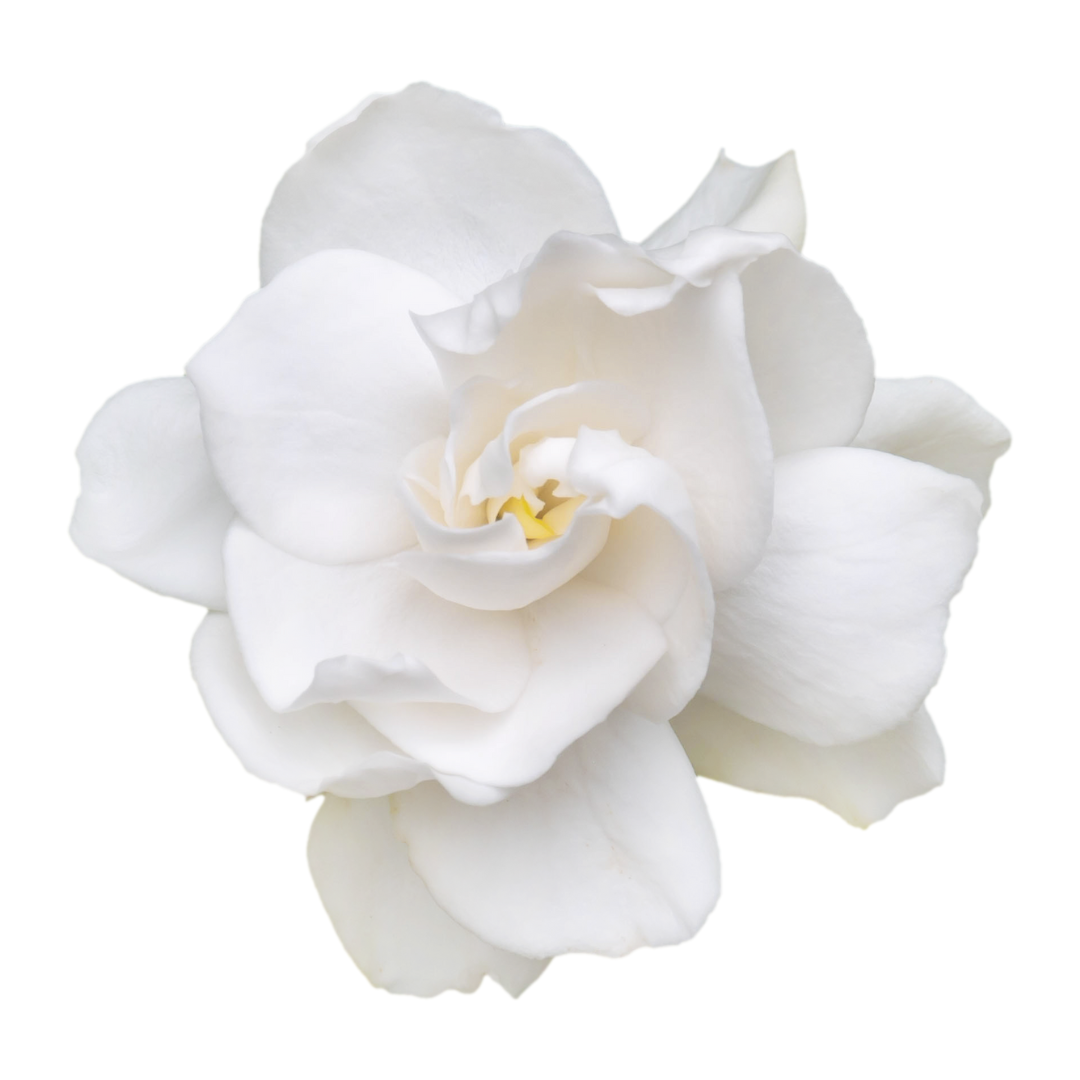gardenia fragrance oil Sri Lanka
