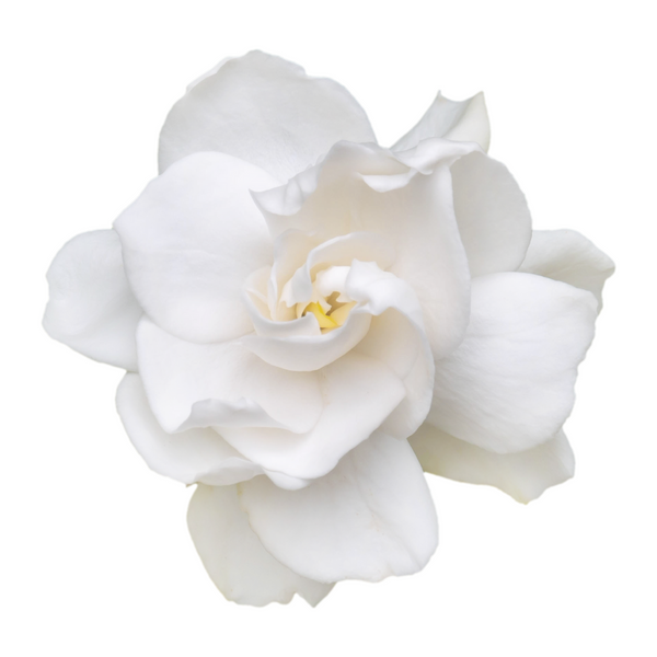 gardenia fragrance oil Sri Lanka