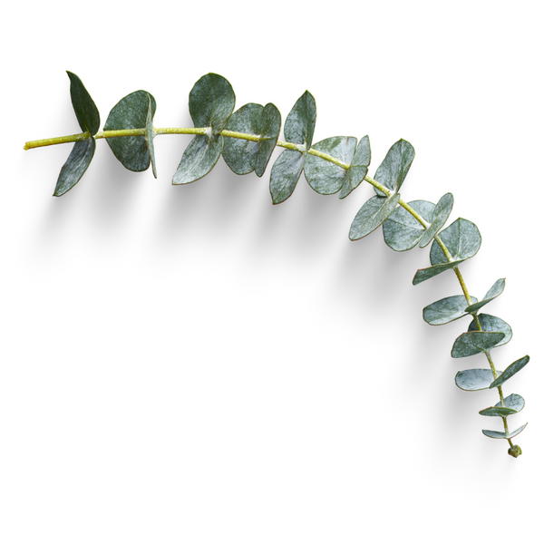 eucalyptus fragrance oil Sri Lanka