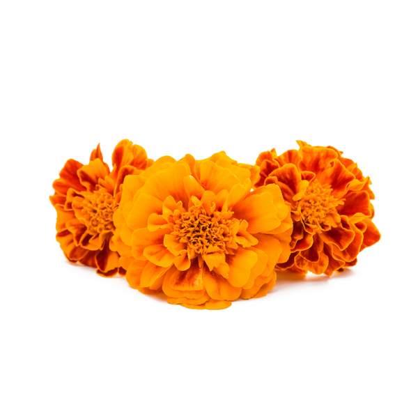 tagetes essential oil Sri Lanka