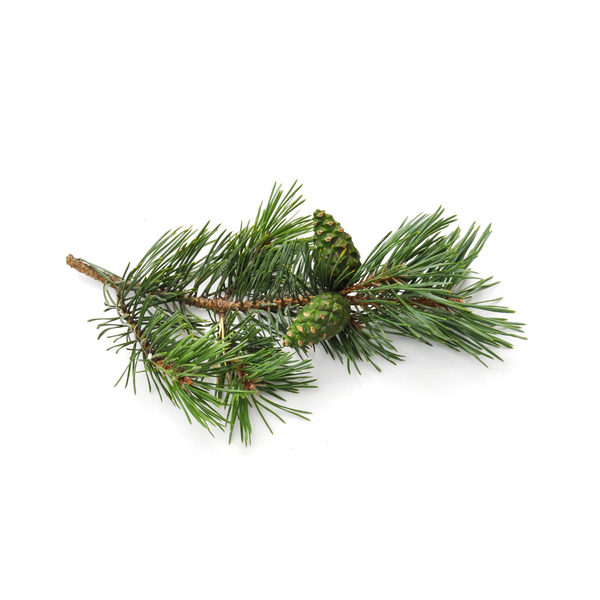 where to buy pine oil Sri Lanka