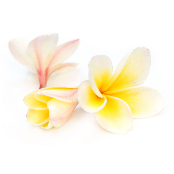 frangipani fragrance oil Sri Lanka