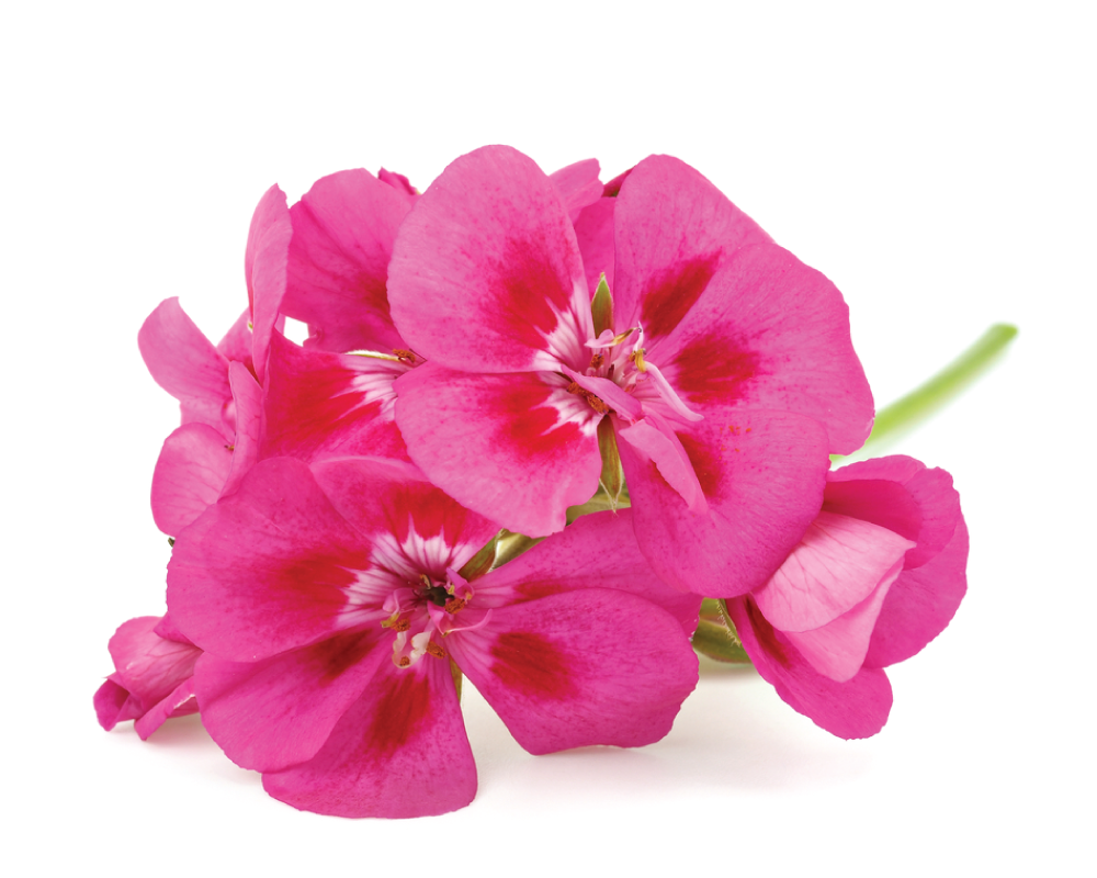 geranium essential oil in Sri Lanka