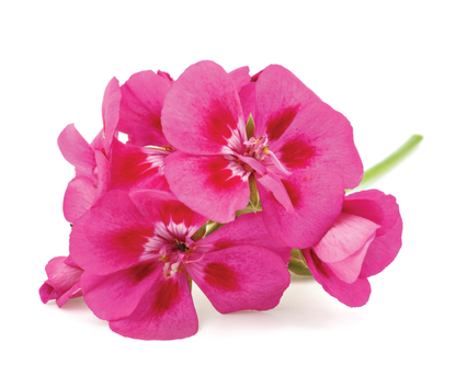 geranium essential oil in Sri Lanka