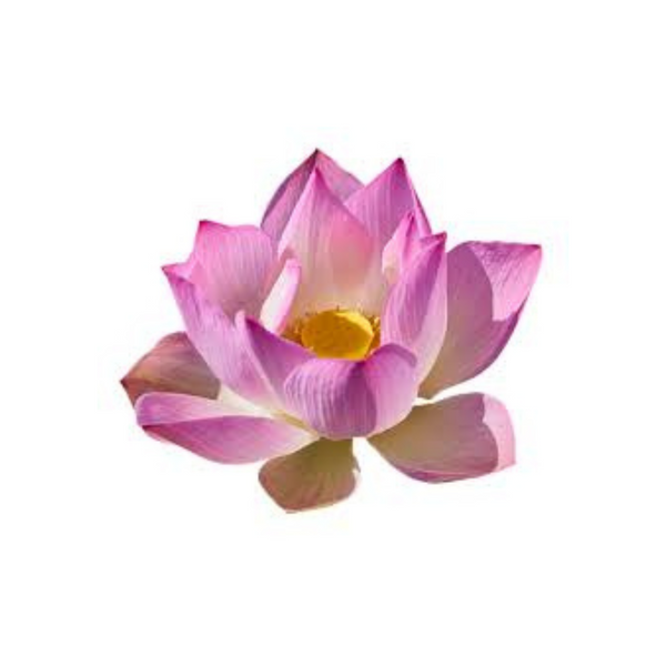 pink lotus flower oil Sri Lanka