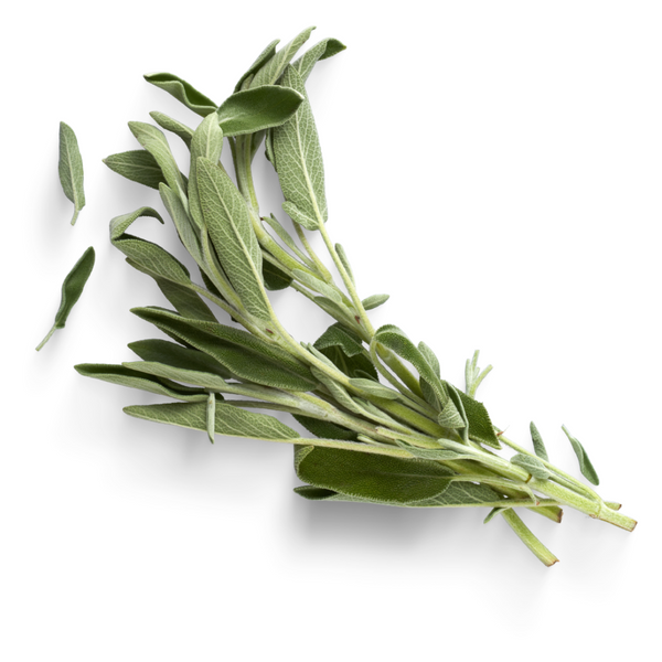 sage fragrance oil Sri Lanka