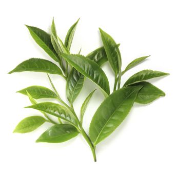 green tea fragrance oil Sri Lanka 