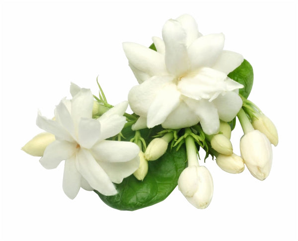 jasmine fragrance oil Sri Lanka 