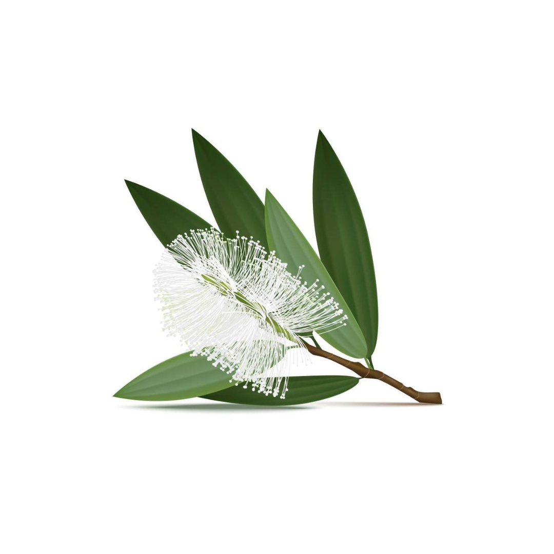 cajeput oil for muscle pain