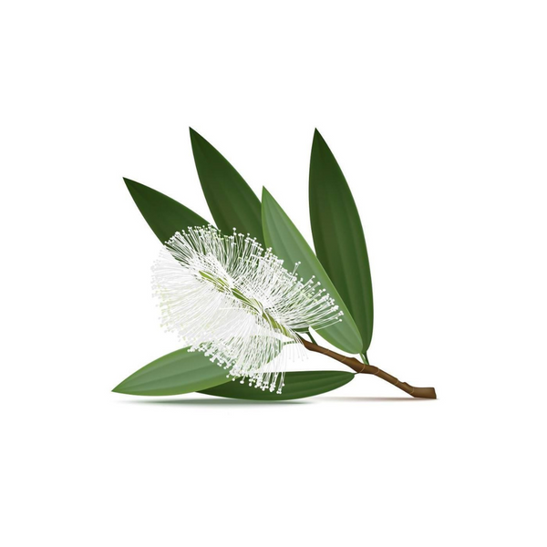 cajeput oil for muscle pain