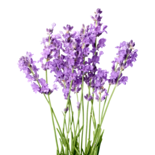 lavender fragrance oil Sri Lanka 