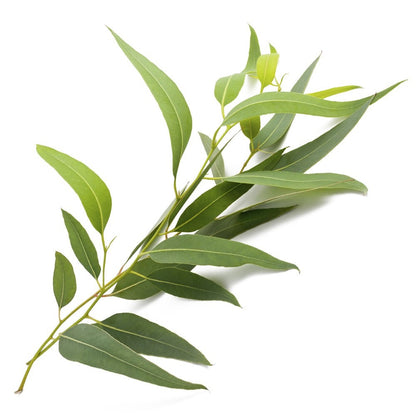 Eucalyptus essential oil 