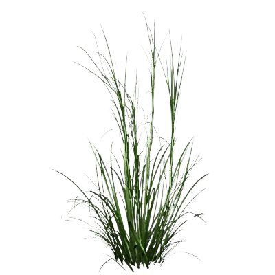 Palmarosa oil 
