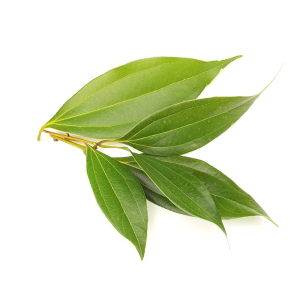 ceylon cinnamon leaf essential oil