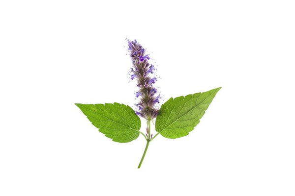 Patchouli essential oil