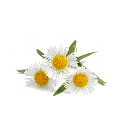 chamomile oil Sri Lanka