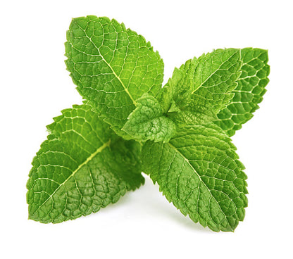 Fragrance Oil