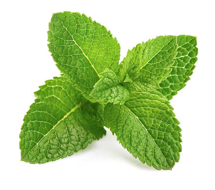 Fragrance Oil