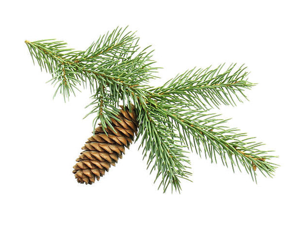 pine fragrance oil Sri Lanka