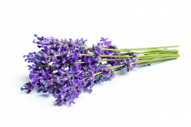 lavender plant in sri lanka Lavender Essential Oil | Caveman Redux