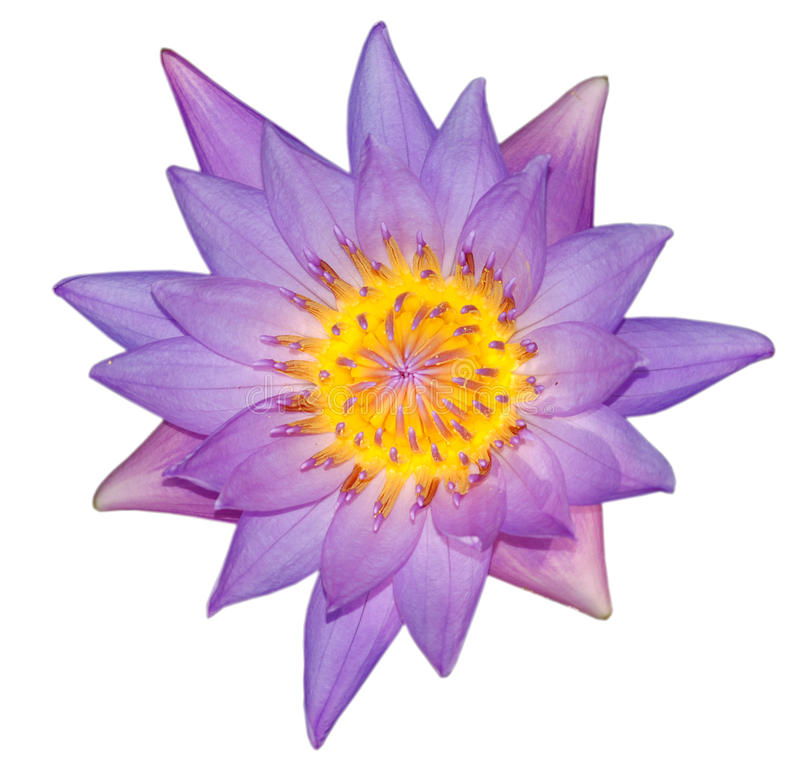 Nymphaea nouchali essential oil