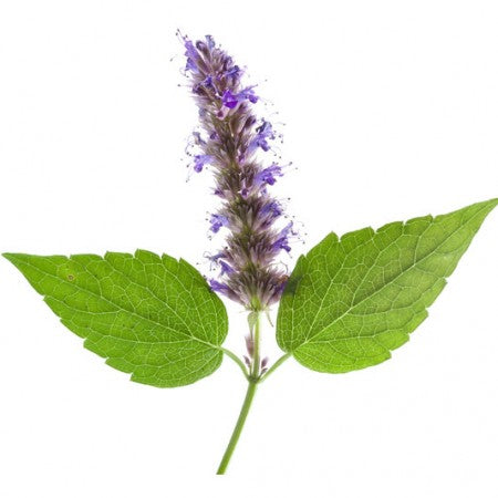 patchouli fragrance oil Sri Lanka 