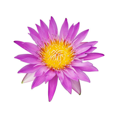 lotus fragrance oil Sri Lanka