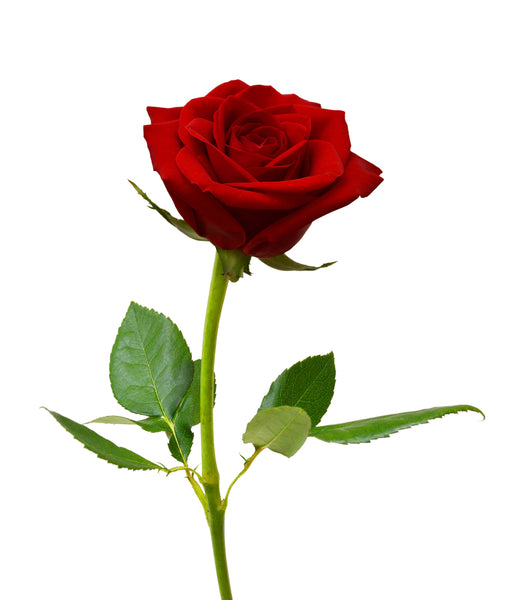 rose fragrance oil Sri Lanka 