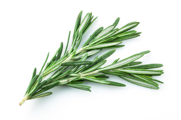 rosemary essential oil