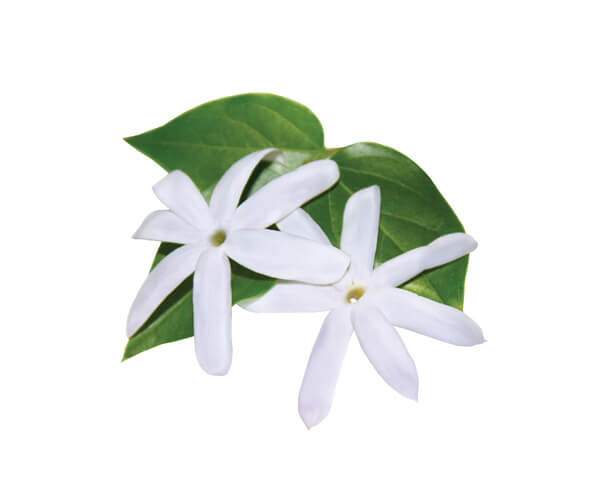 jasminum oil