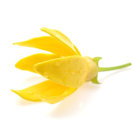 ylang ylang cananga oil