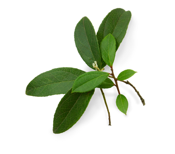 wintergreen oil Sri Lanka