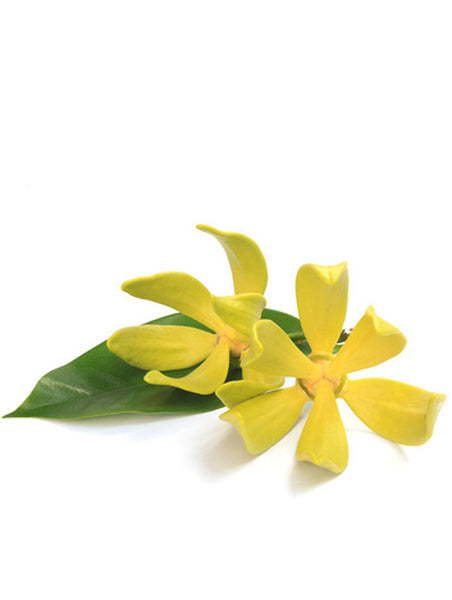 yang yang fragrance oil Sri Lanka